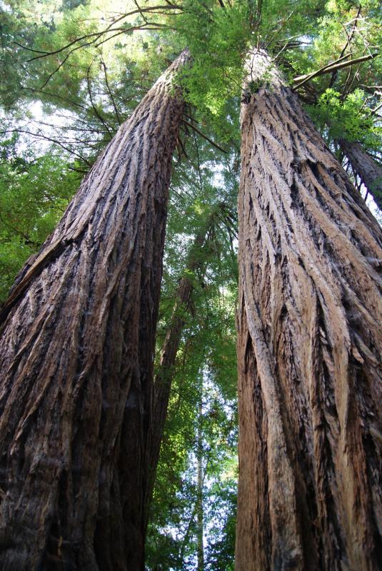 Les arbres (expo petit louvre)